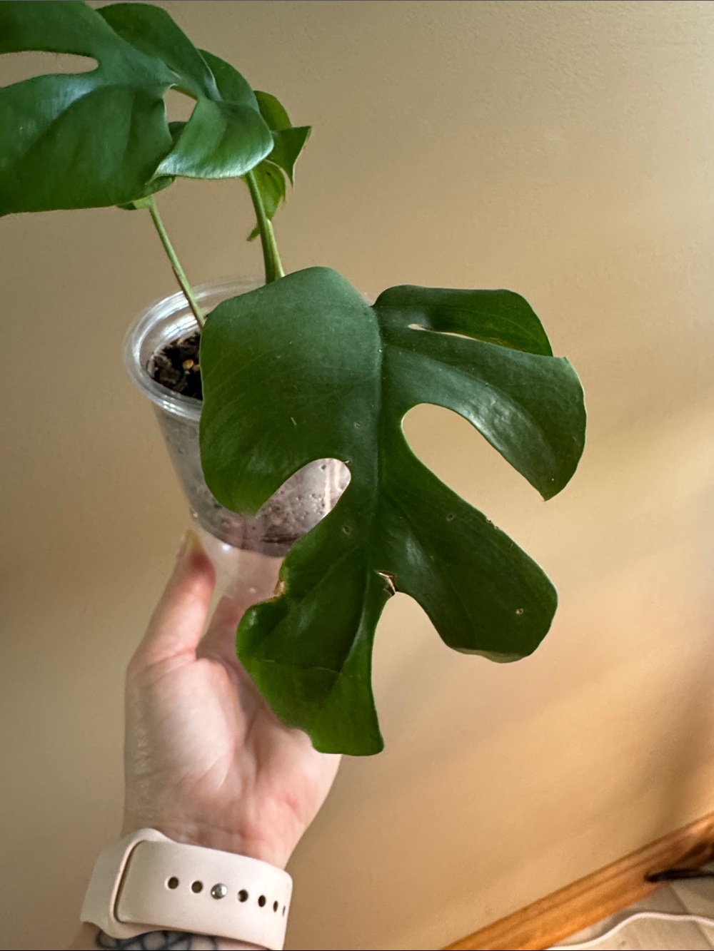 Mini Monstera - aka Rhaphidophora tetrasperma-Rooted. - Picture 4 of 6